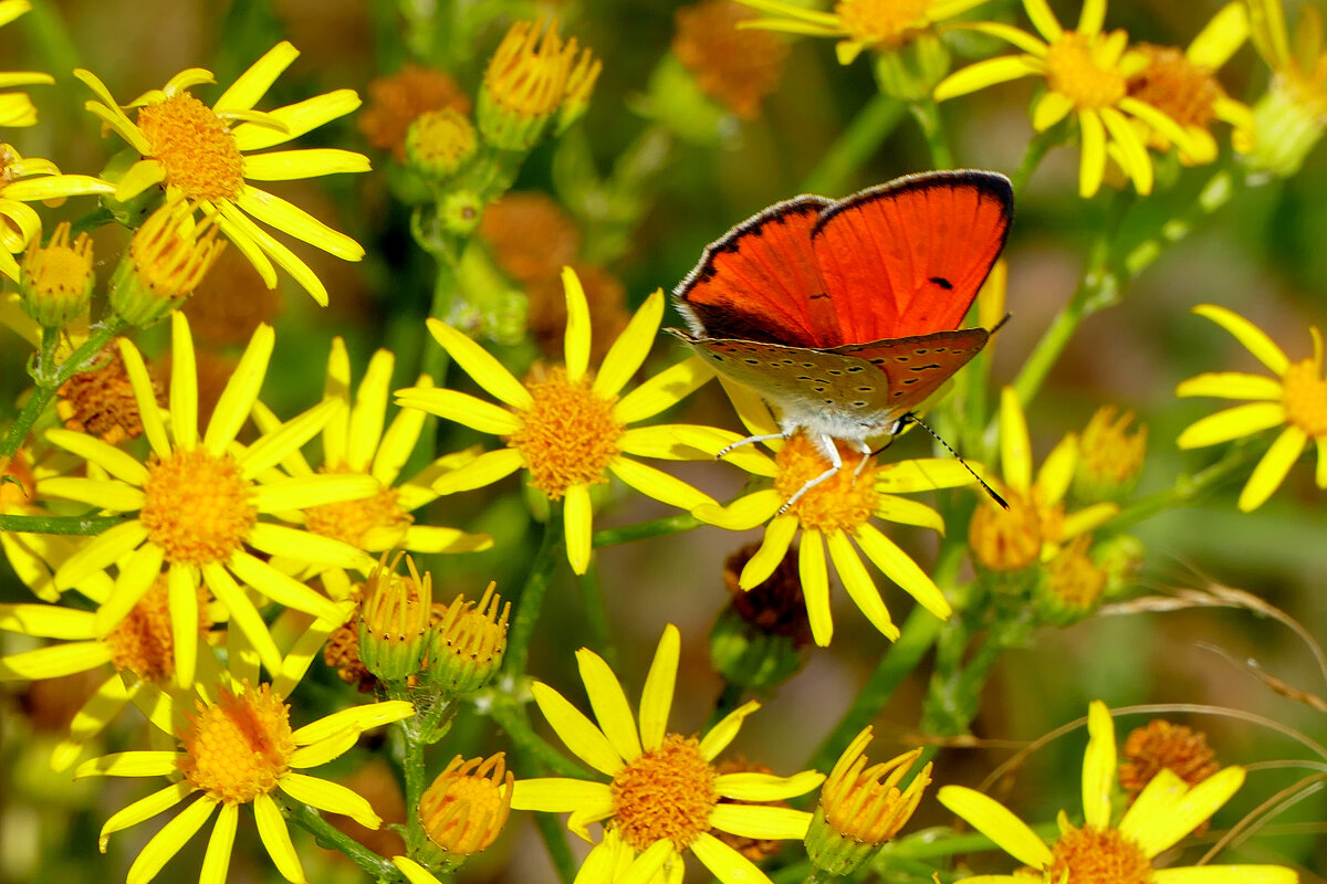 опять про бабочек...328 - Александр Прокудин