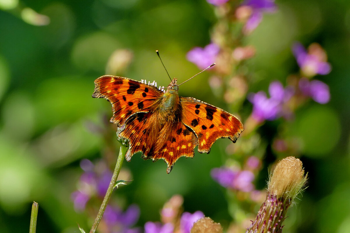опять про бабочек...330 - Александр Прокудин
