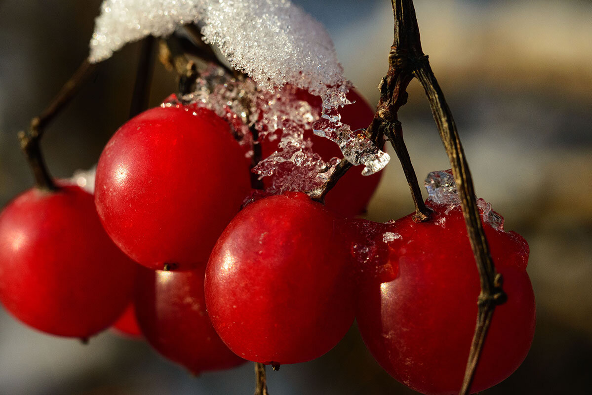 Губами ягод ледяных коснусь, Почувствую их вкус неповторимый - Римма Волченко