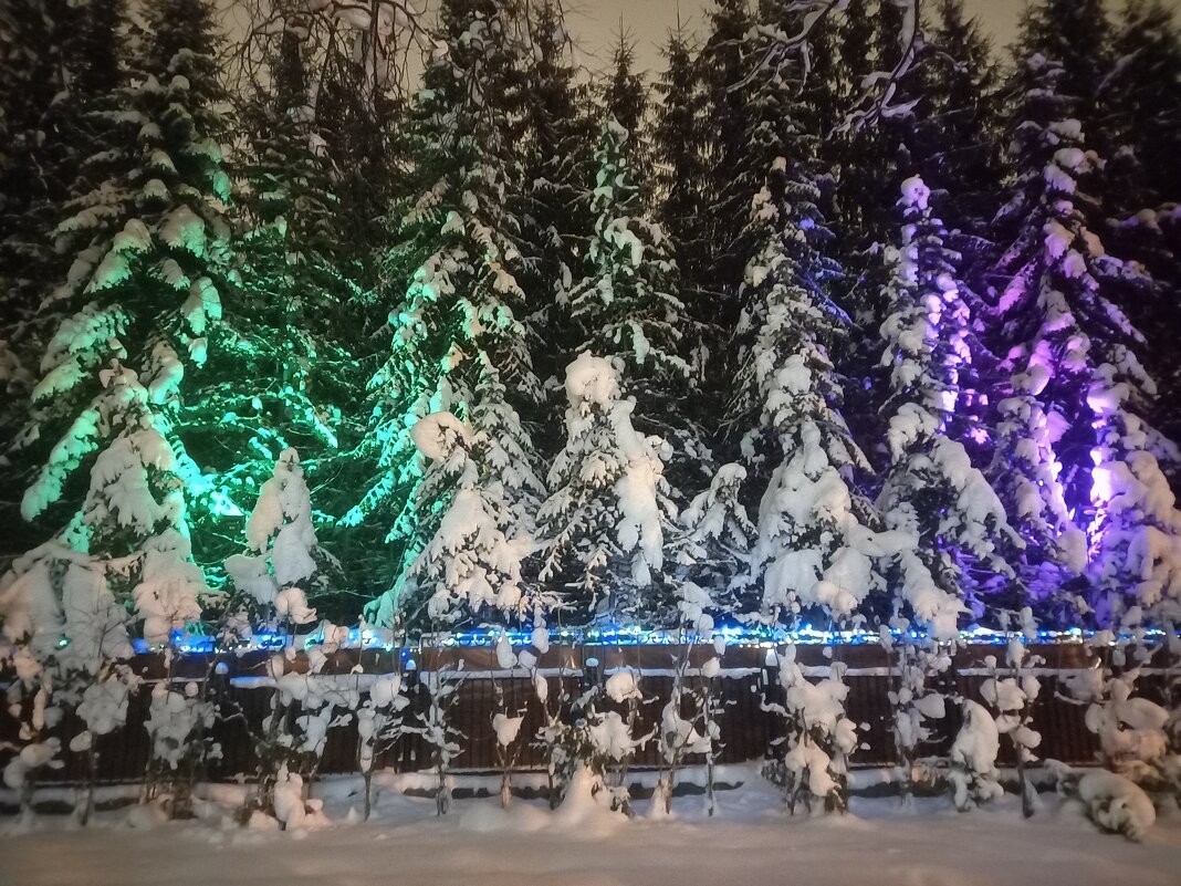 Ёлки - Сапсан 