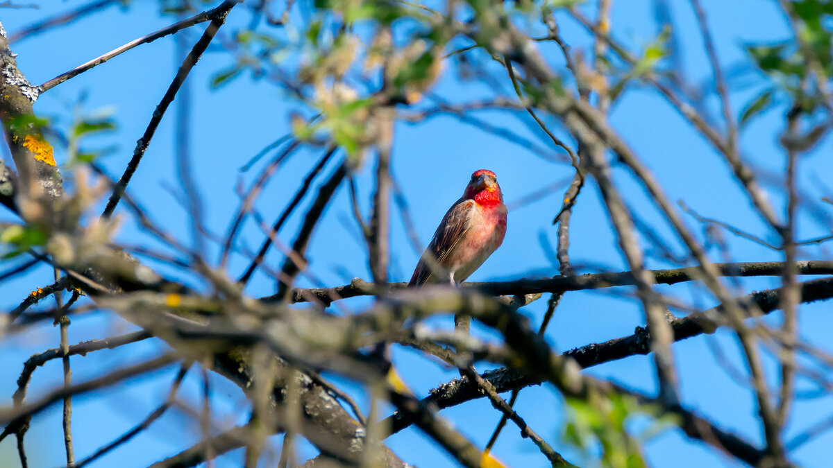 Чечевица - Владимир Лазарев