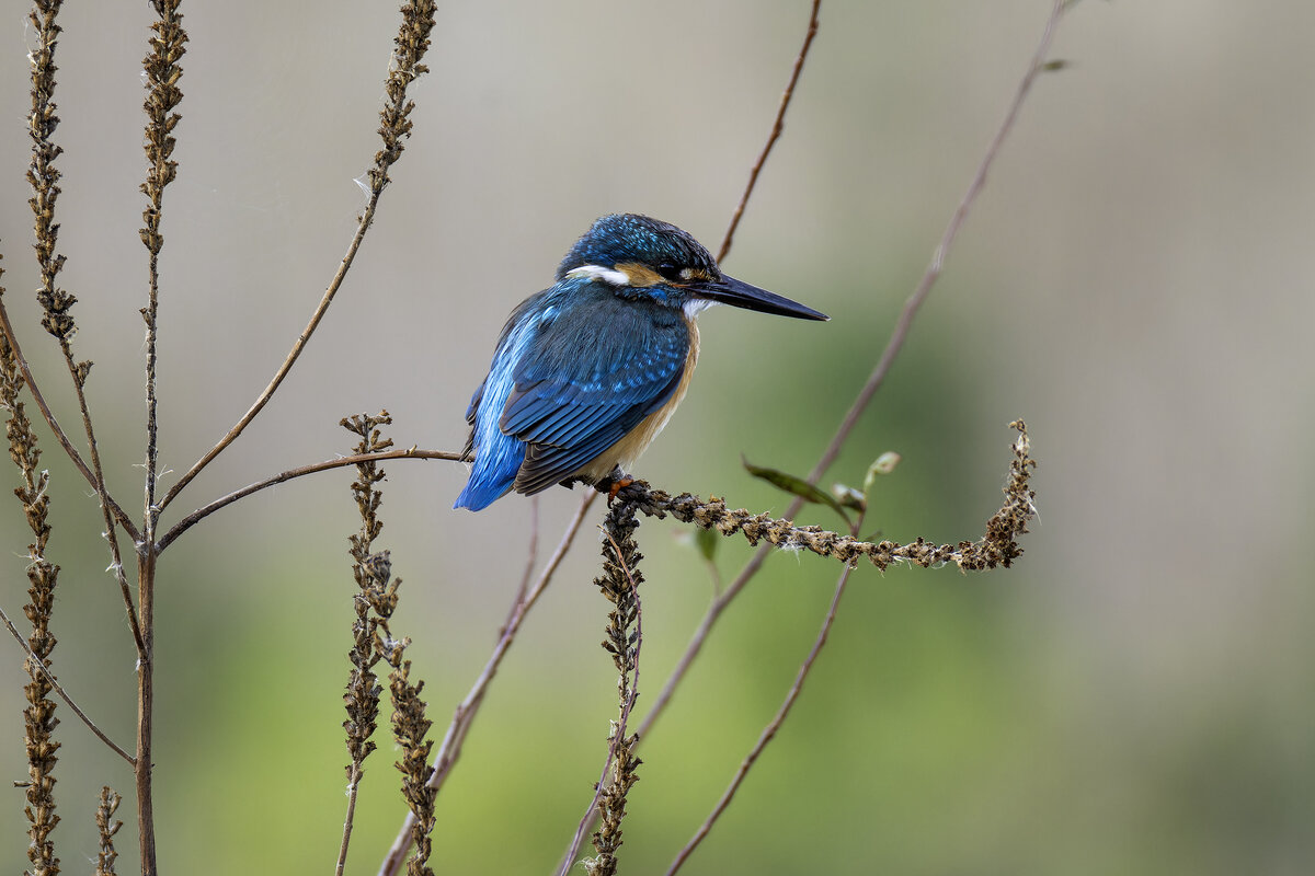 Зимородок. - Alexander Amromin