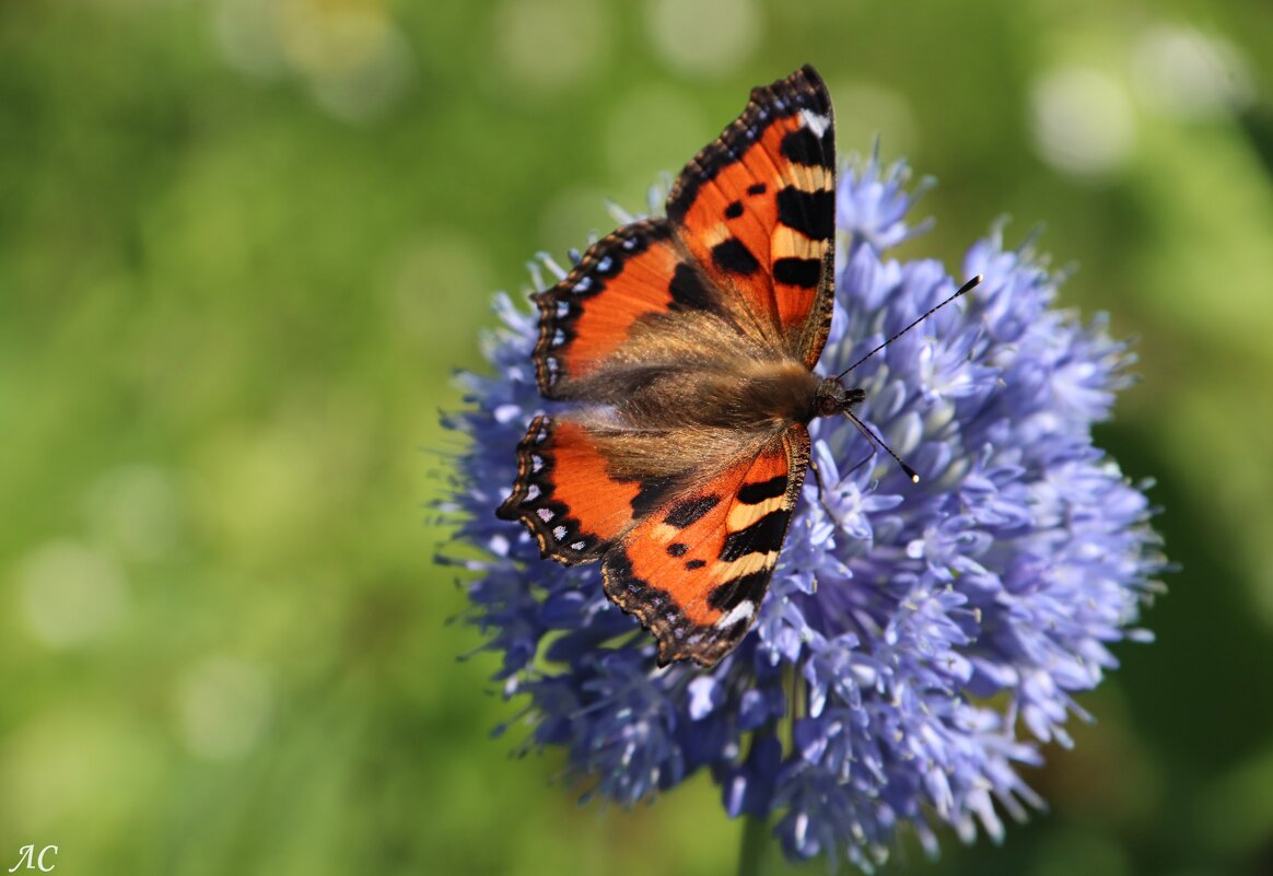 Бабочка-крапивница - Любовь Сахарова