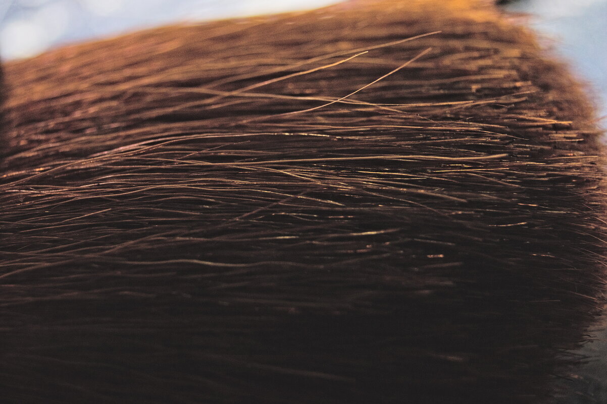 Кисточка - Giant Tao /