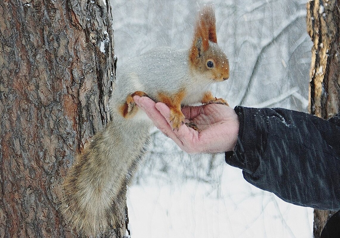 В метель - Галина Нестратова