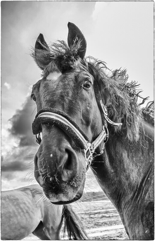 Шо Вы говорите? - Олег Загорулько