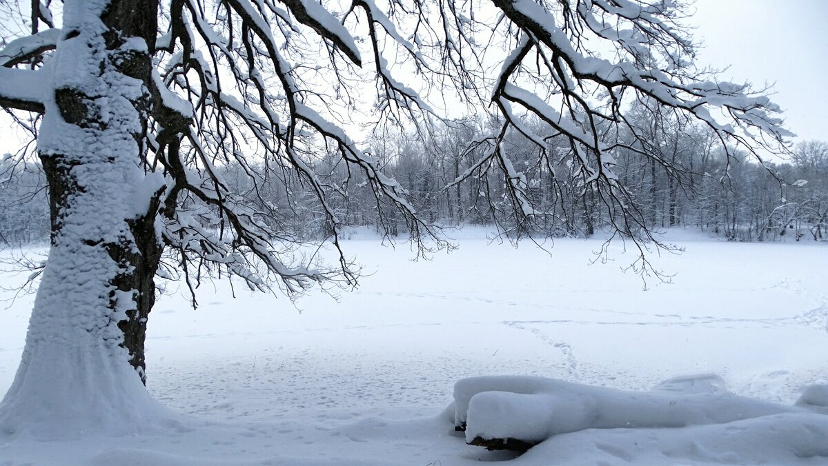 Природа в январе. - Милешкин Владимир Алексеевич 