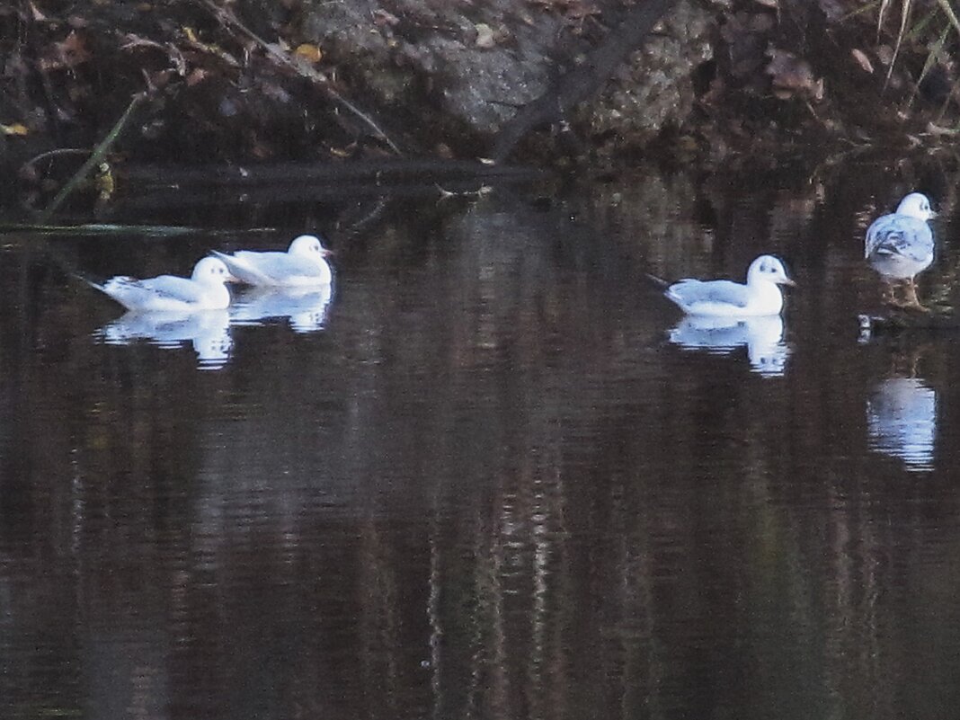 чайки - Елена Шаламова