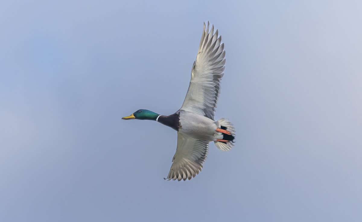 утка в полете - юрий макаров