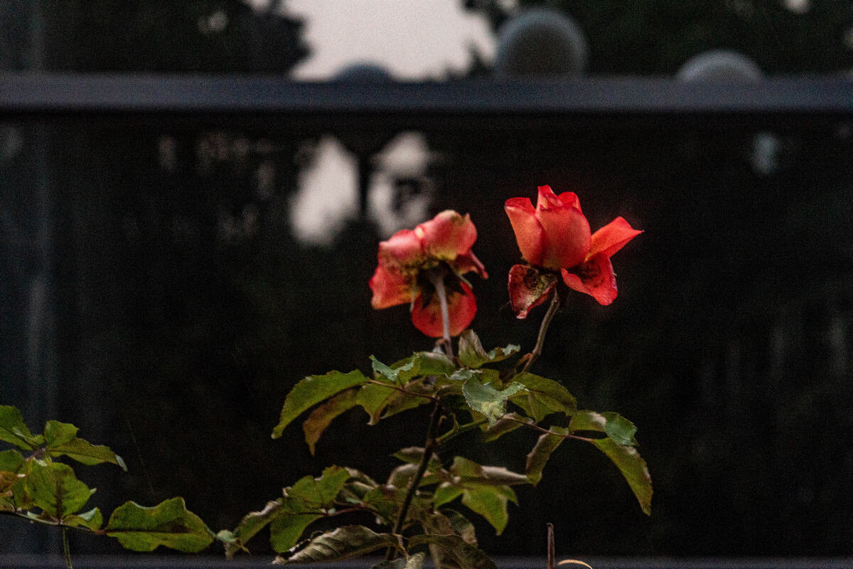 роза в январе - Дмитрий Лупандин