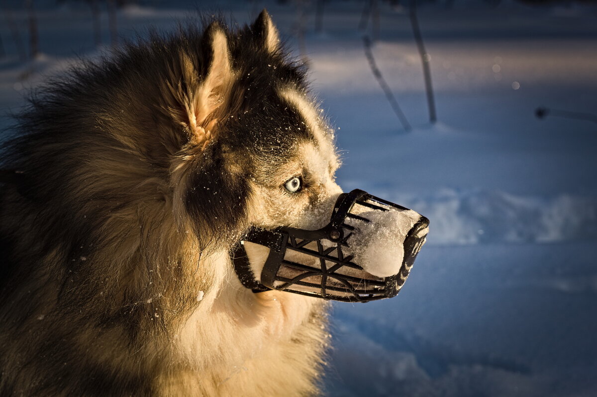 заледеневший нос хаски - Артём 