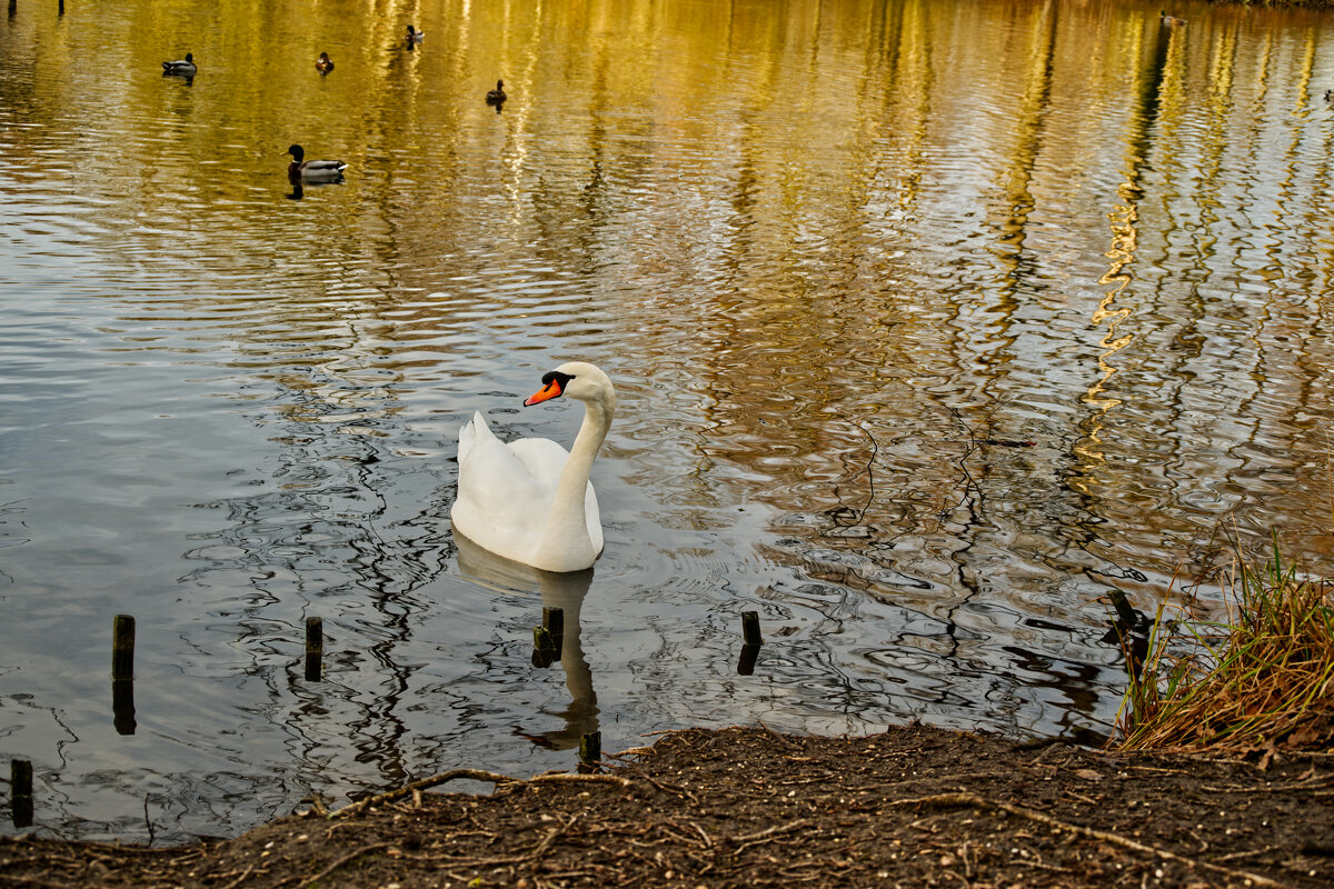 Пруд - Jakob Dick