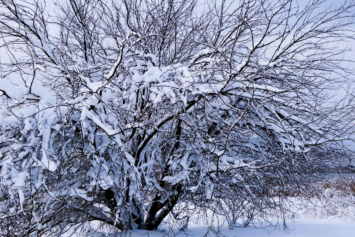 Зимние этюды - Рита Симонова