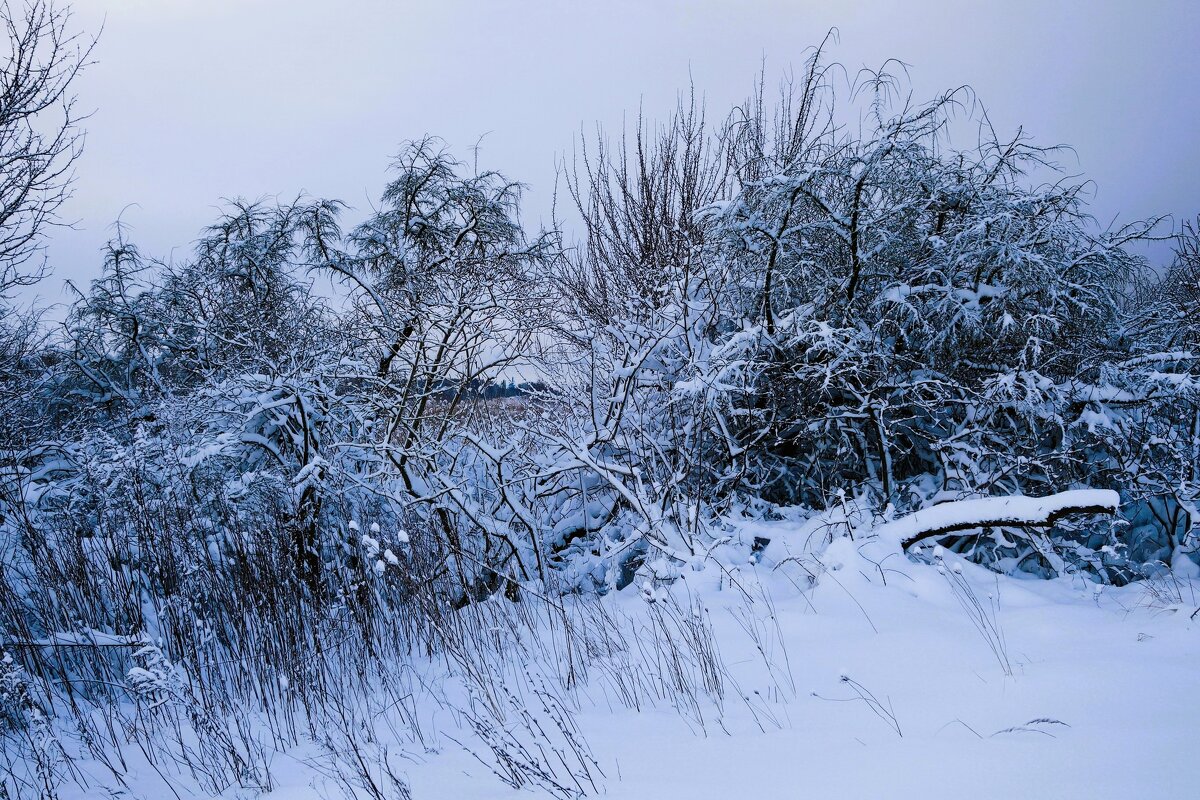 Зимние этюды - Рита Симонова
