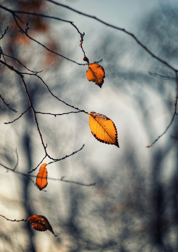 Золоченные брызги померкшей осени. - Анатолий Щербак