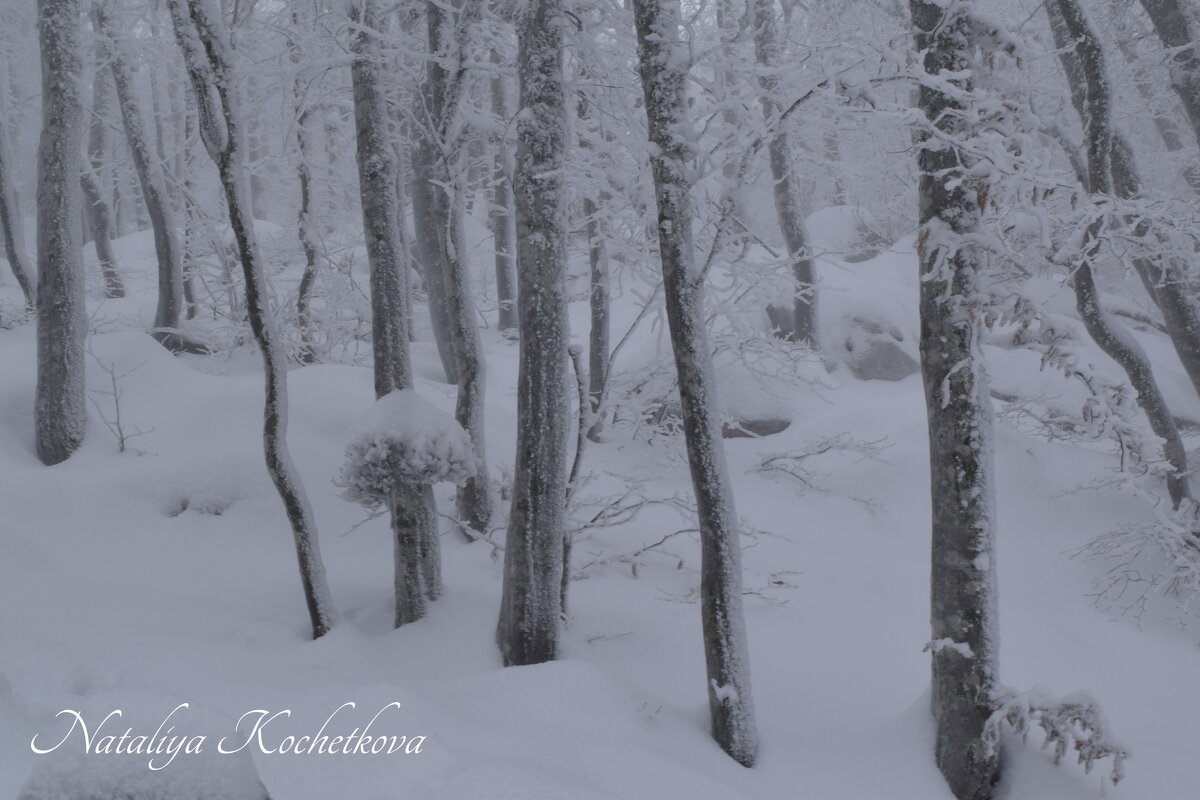 Природа Крыма - Amazing Cosmea