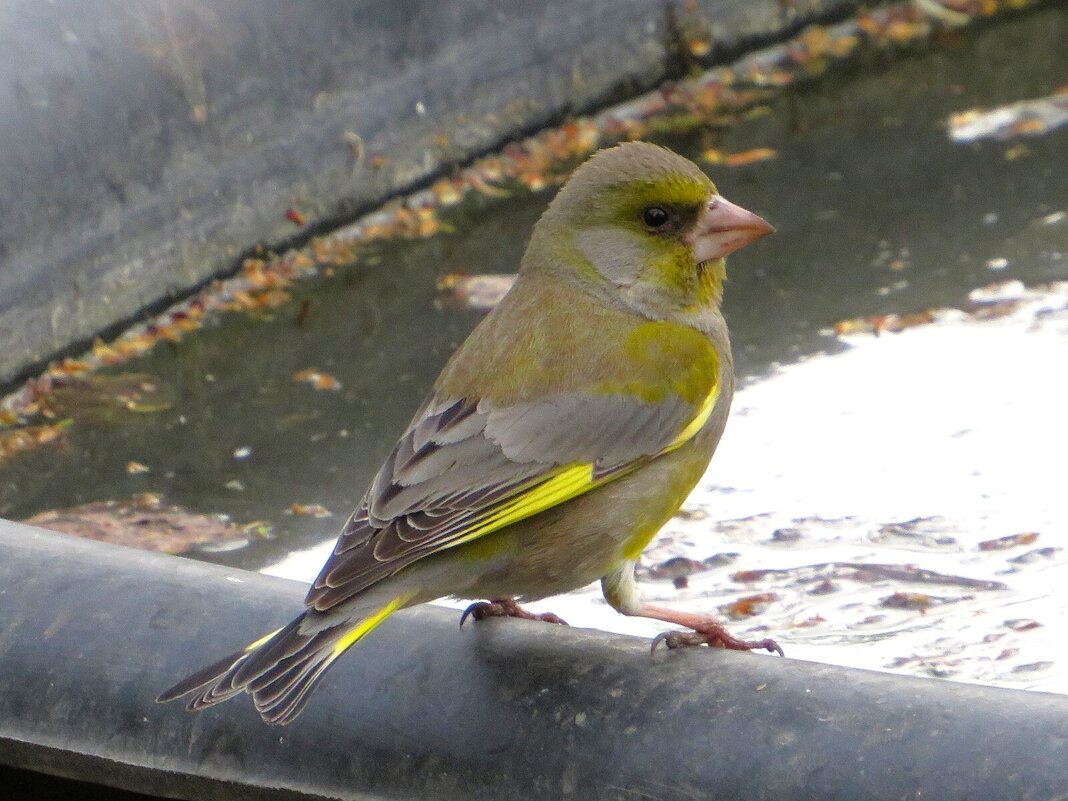Зеленушка - Лариса С.