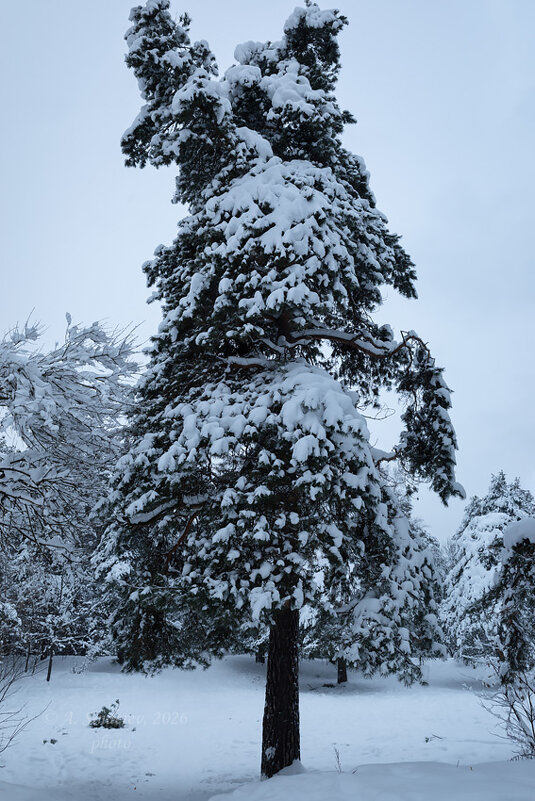 Сосна в снегу - Александр Синдерёв
