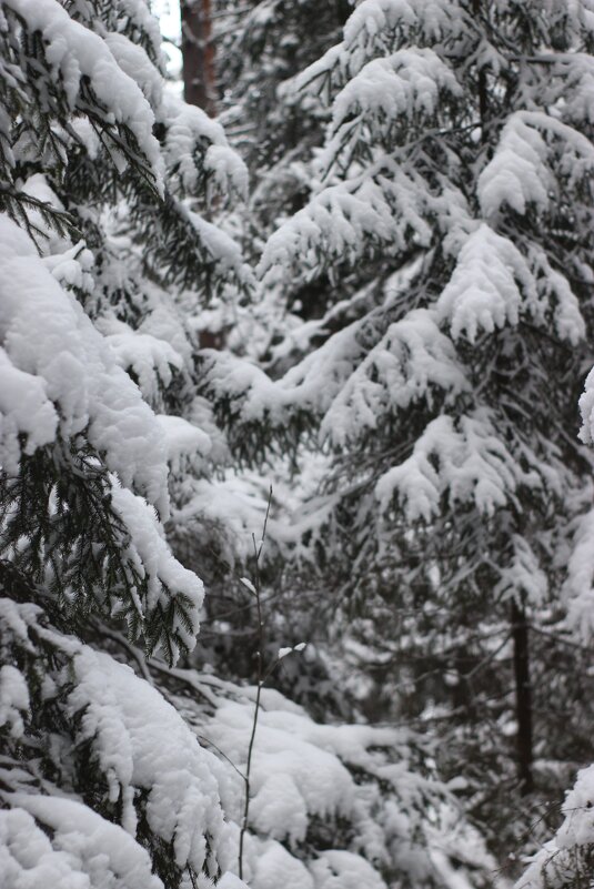 Зимушка зима - Светлана Мишенёва