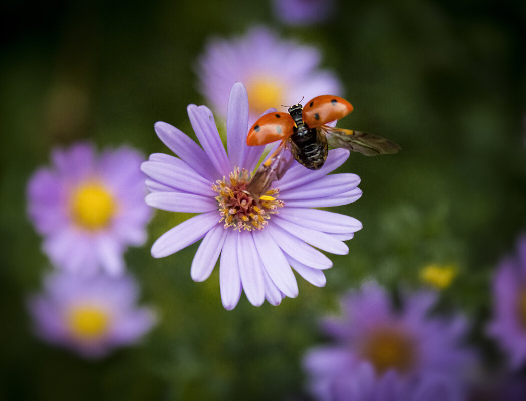 *** - Александр. AVG100 ---