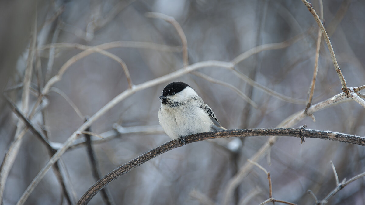 Пухляк (Parus montanus). Птицы Сибири. - Вадим Басов