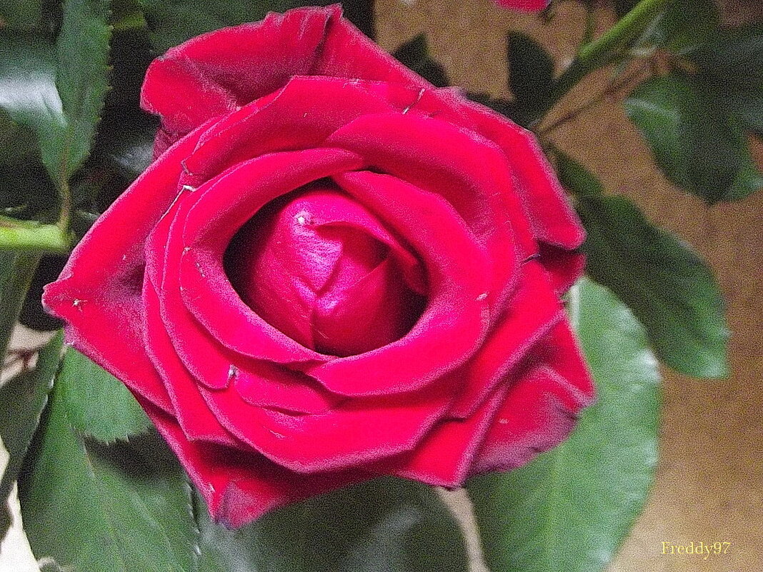 Роза - Freddy 97