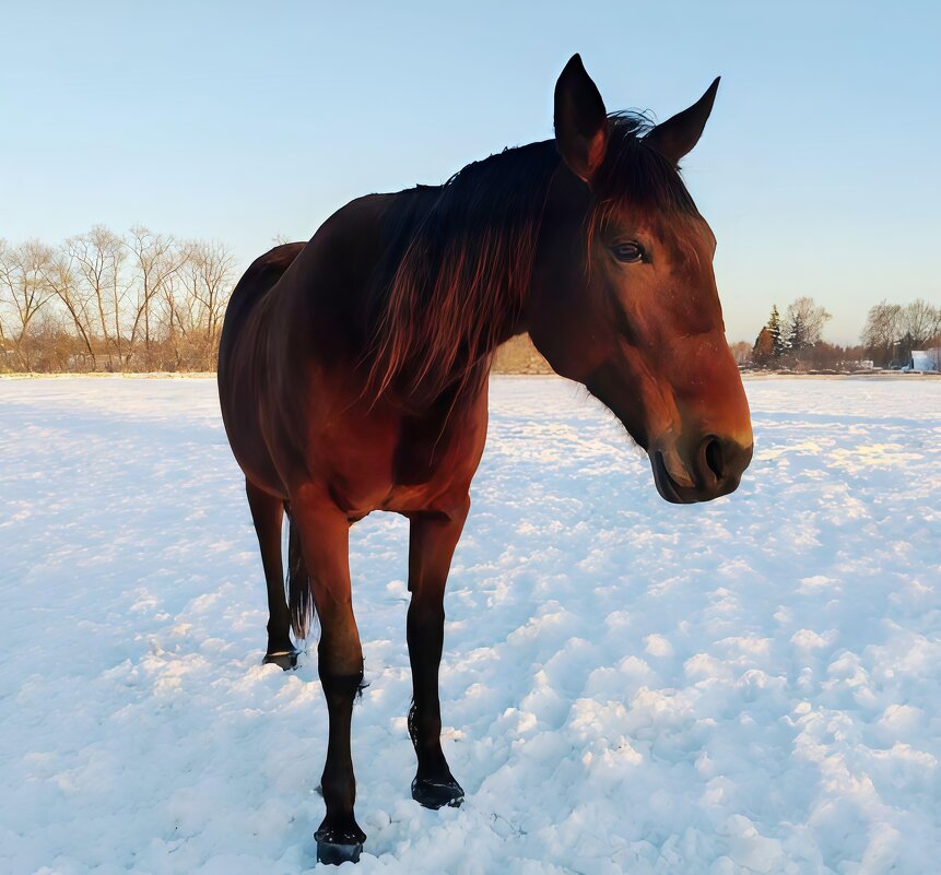 Лошадь на снежном просторе - ЕЛЕНА СУХОРУЧЕКОВА 