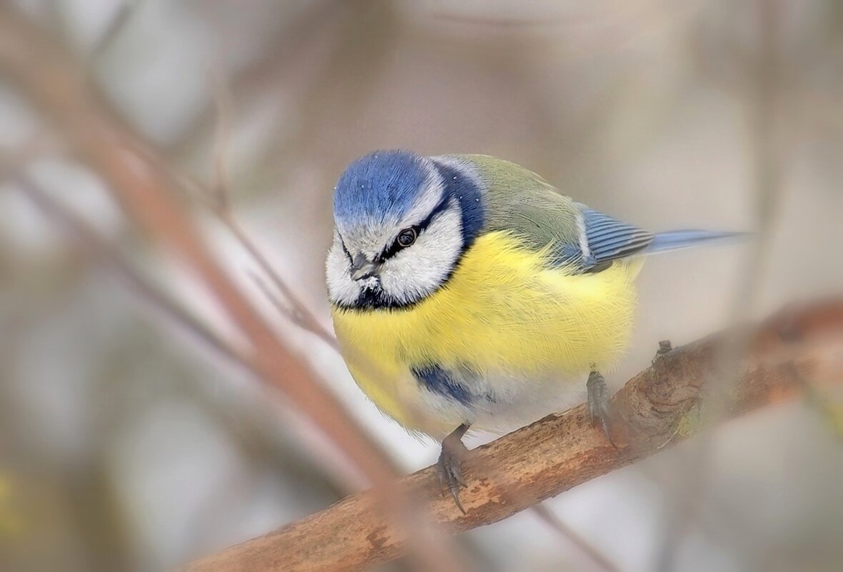 ... - Вячеслав Минаев