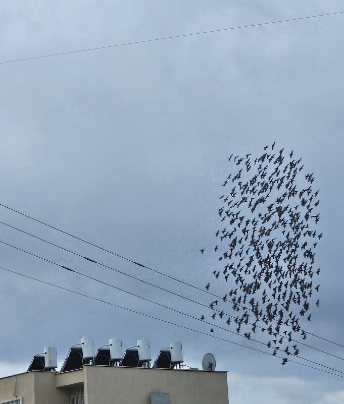 Вечер - Аркадий Басович