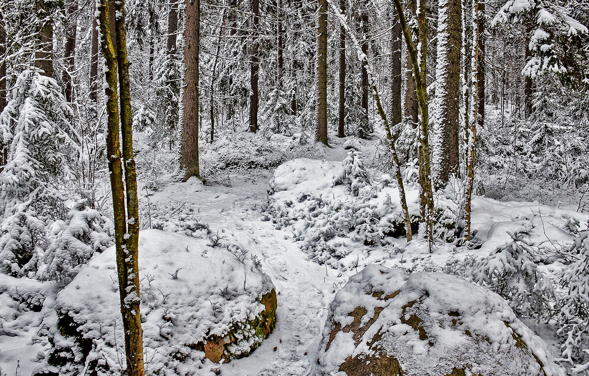 В сказочном лесу - Alexandеr P