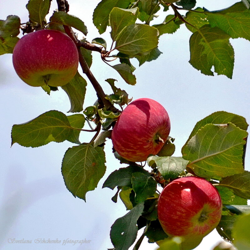Яблочки - Светлана Ищенко