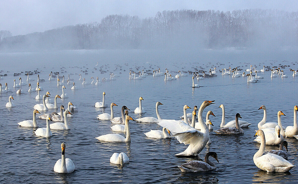 Песни в морозное утро - елена беликова