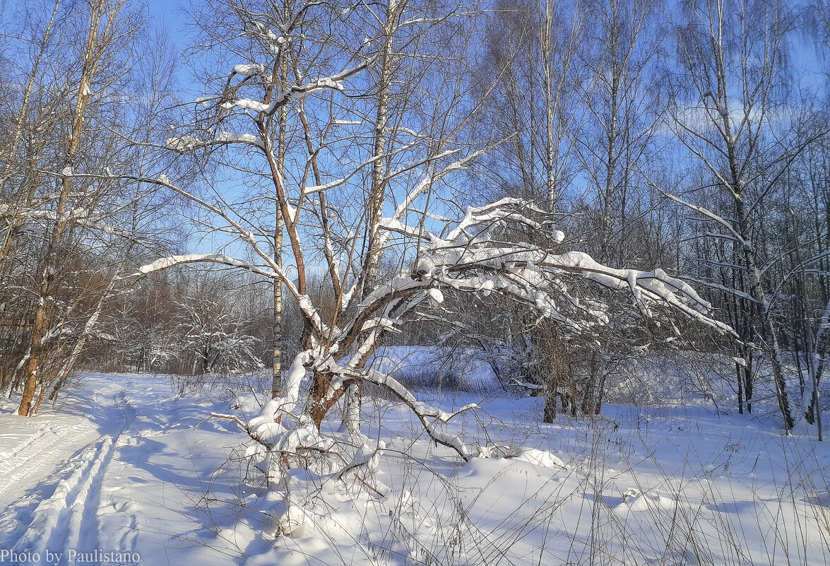В зимнем лесу... - Владимир Жданов