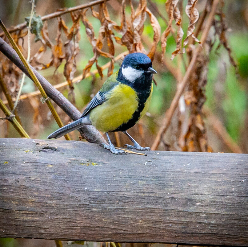 Птичка синичка - Андрей 
