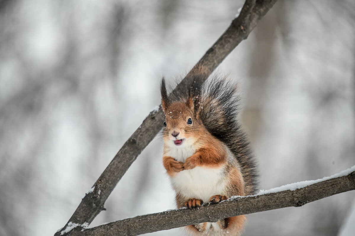 *** - Зинаида Манушкина