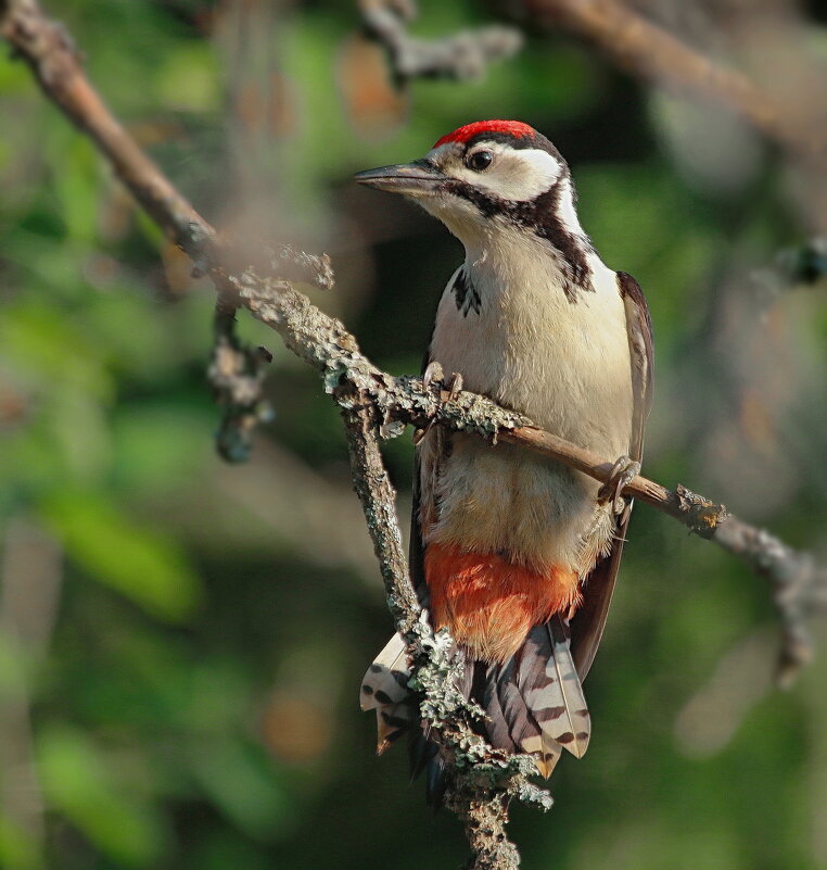 первые полеты  дятла юного - Andrey Bragin 