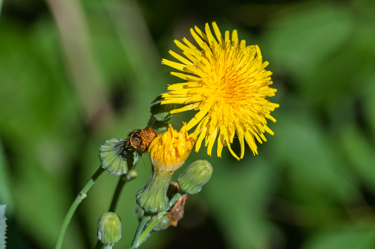 *** - Виктор Иванович Чернюк