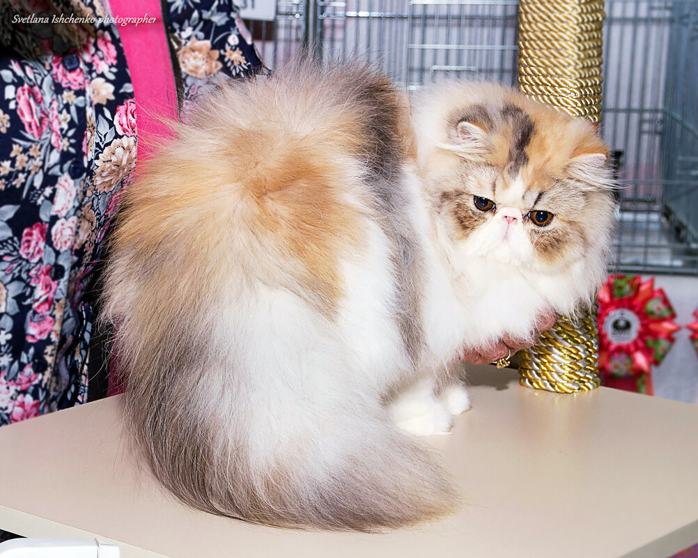 Персидская красавица. - Светлана Ищенко