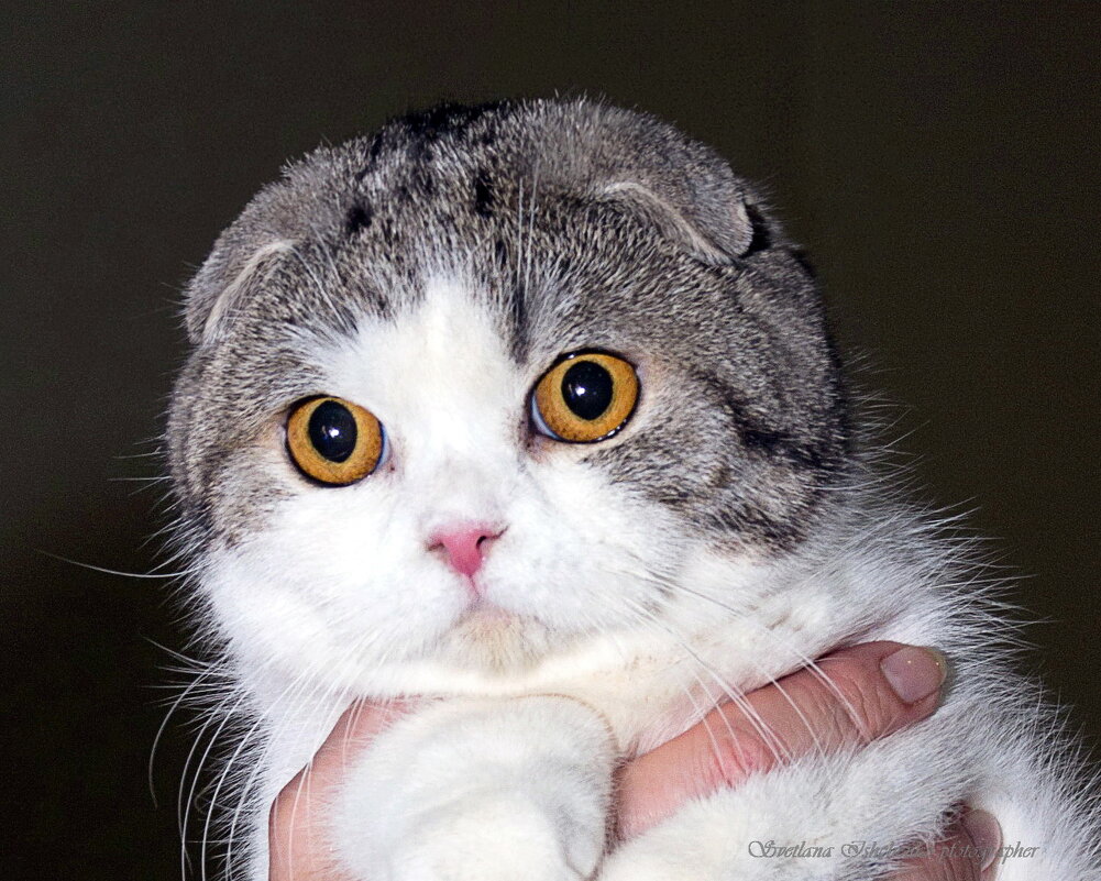 Фото с выставки. - Светлана Ищенко