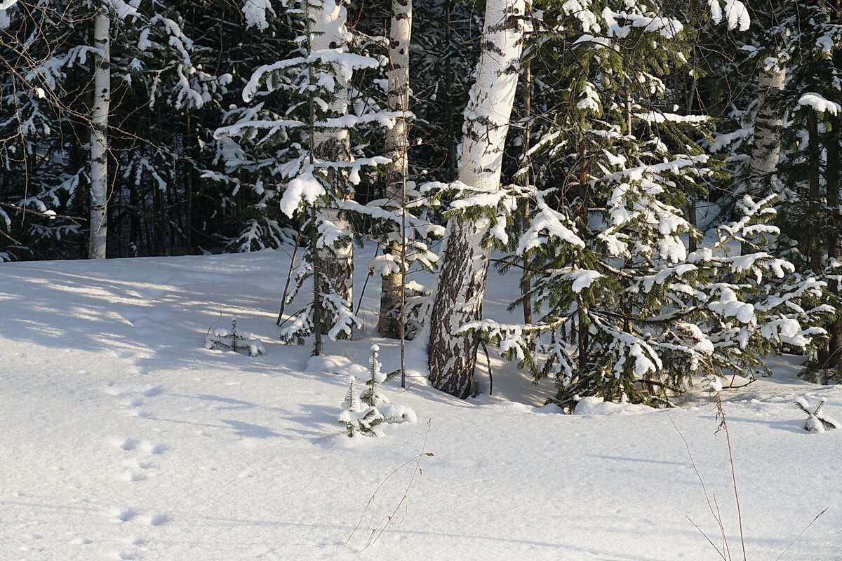 Зайка серенький под ёлкой проскакал... - Галина Кан