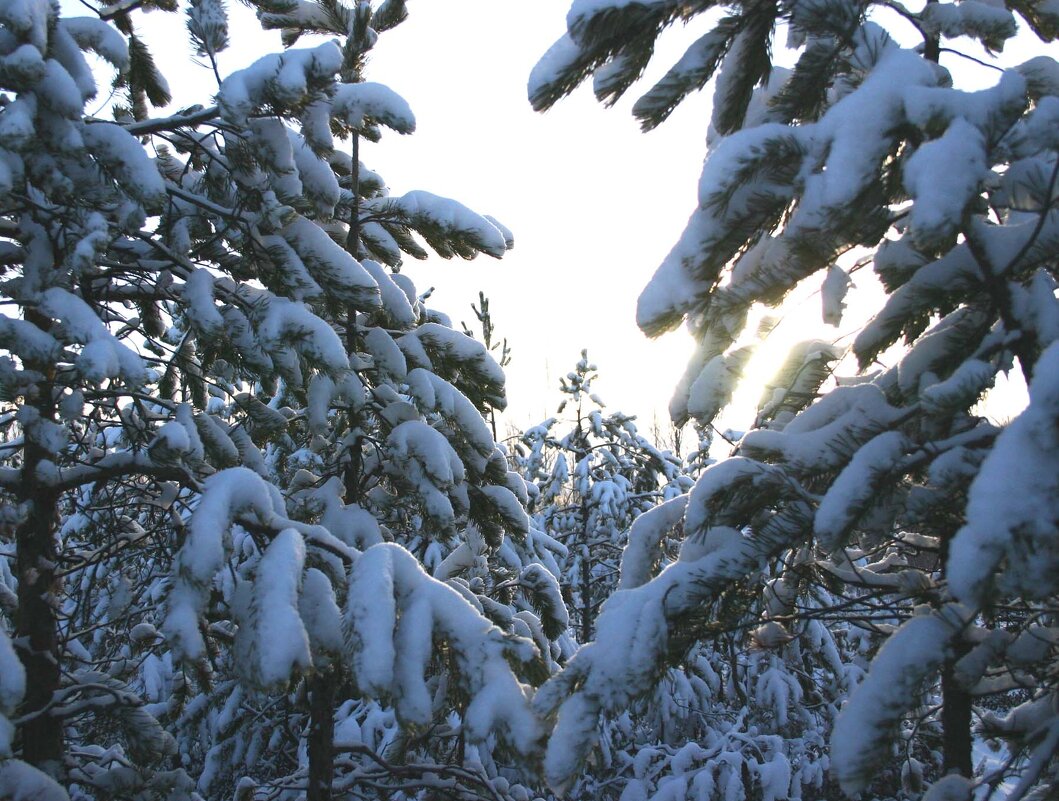 Январь...В Берендеевом царстве зимы! - Владимир 