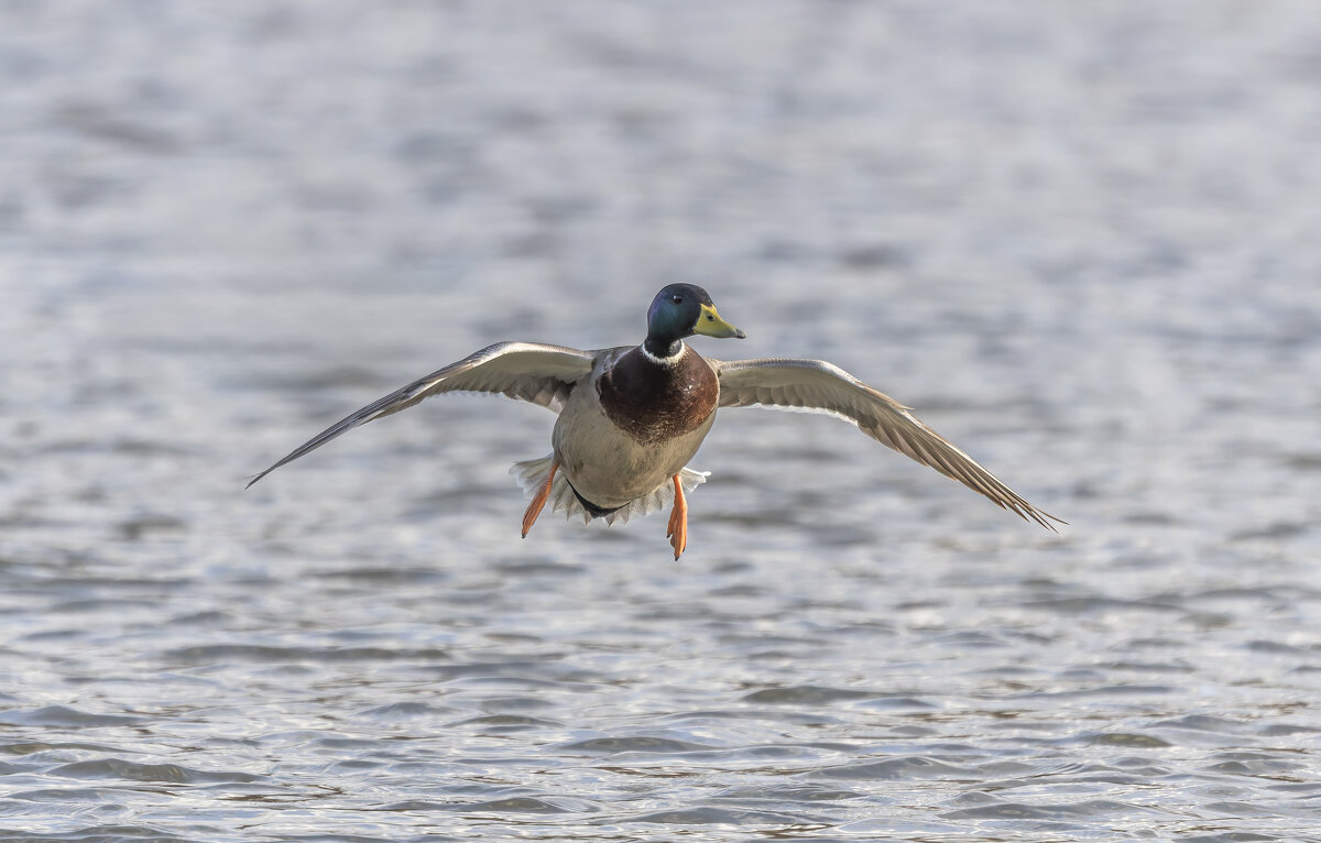селезень - юрий макаров