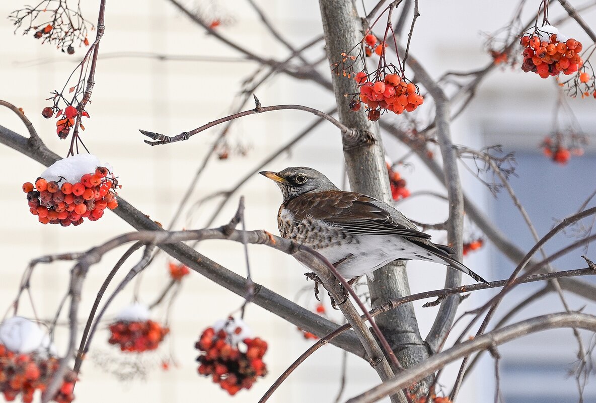 Рябина на завтрак, обед и ужин - Валерий Иванович