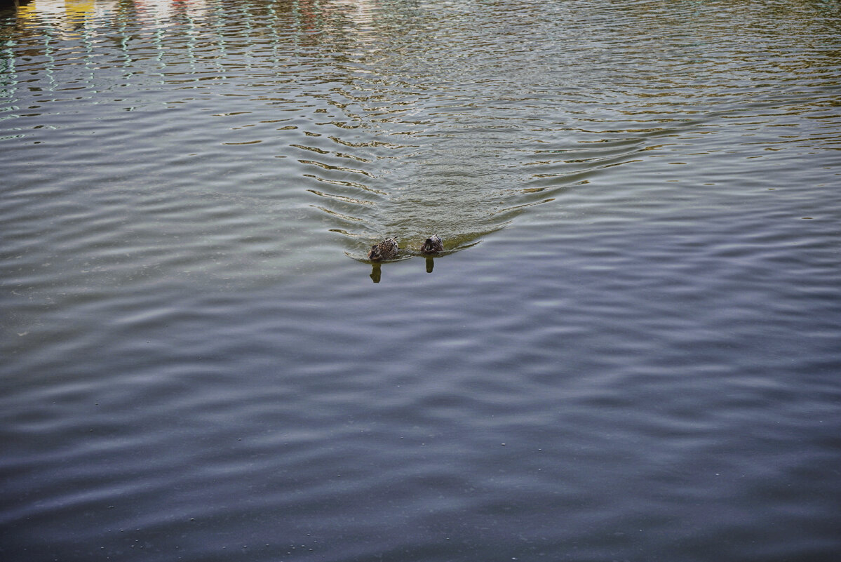 ДРУЗЬЯ - ujgcvbif 