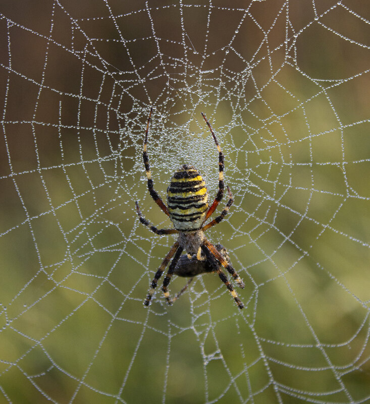 Паук. - Александр. AVG100 ---