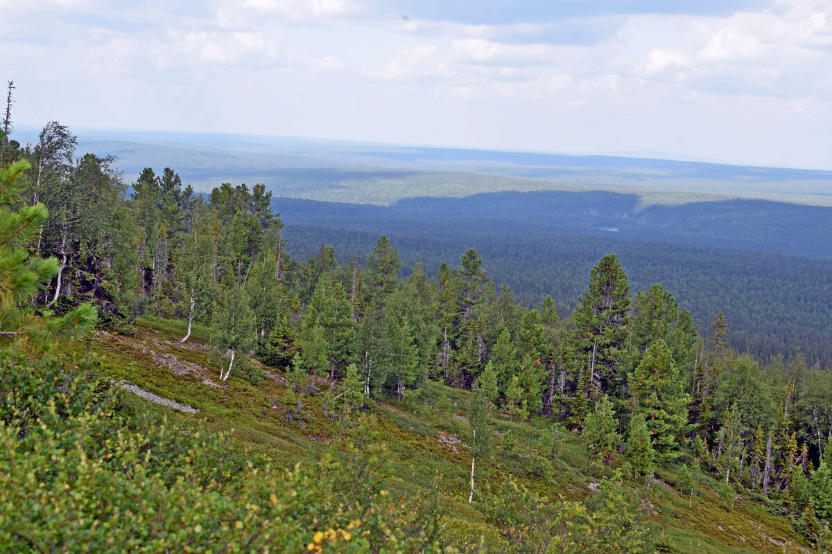 Начинается лес. - ВикТор Быстров