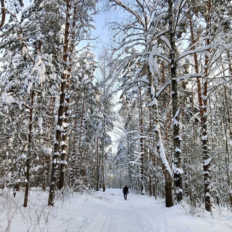 прогулка по лесу - Владимир 