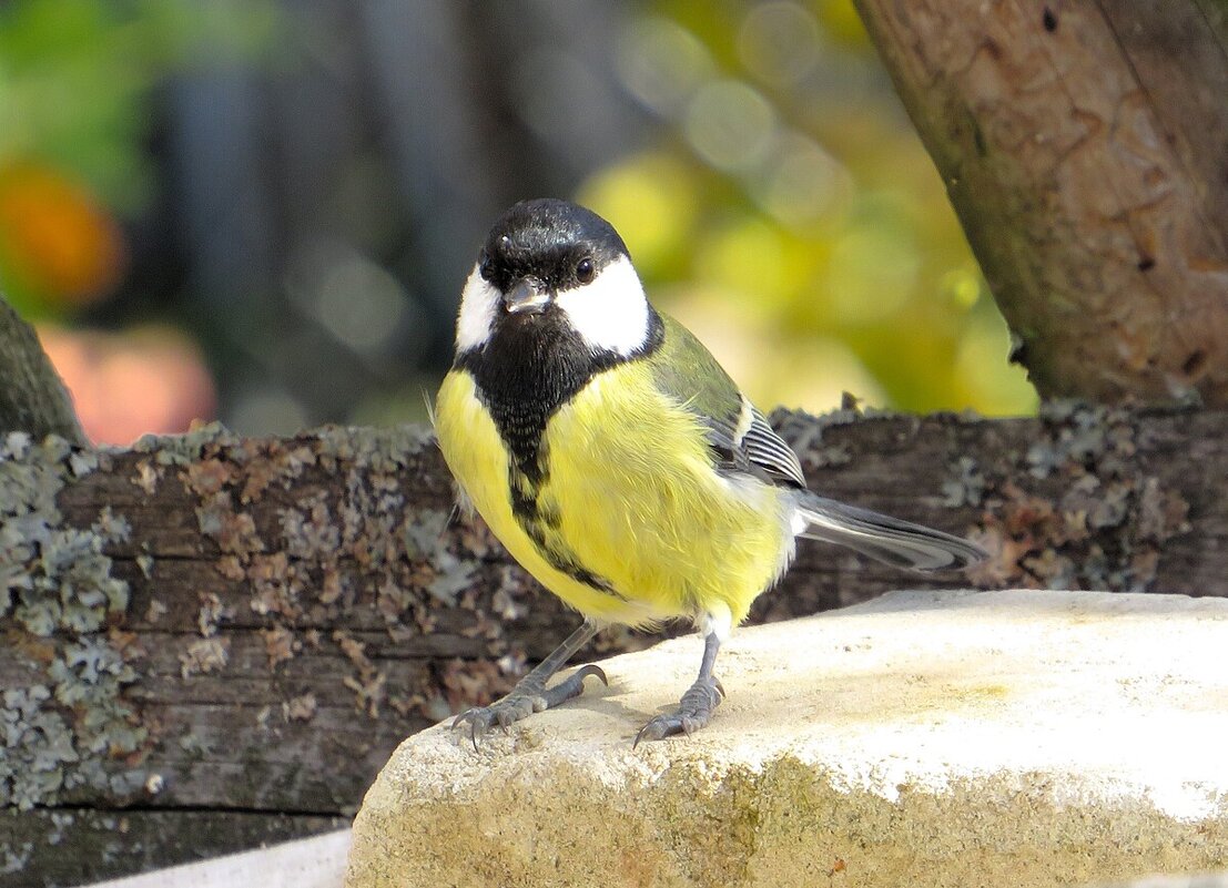 Зиня - Лариса С.