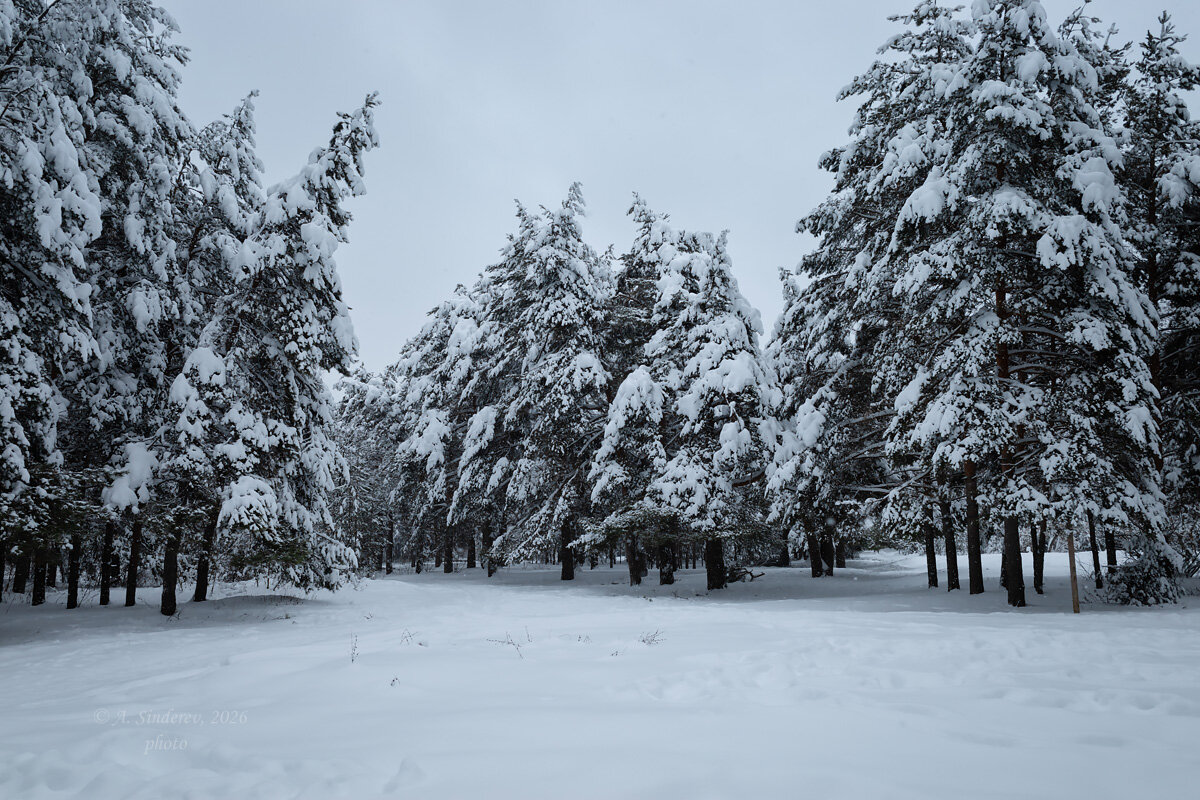 Заснеженный бор - Александр Синдерёв