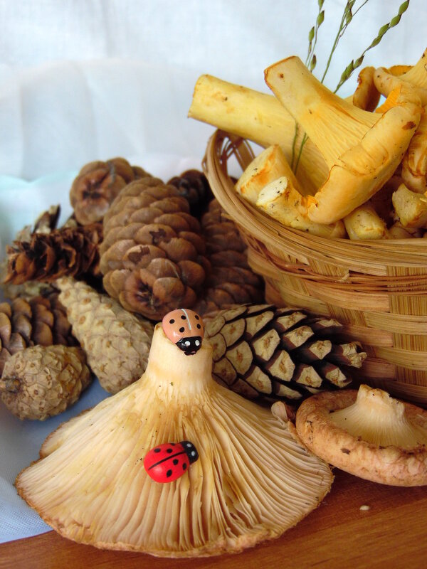 Трофеи из леса. - nadyasilyuk Вознюк